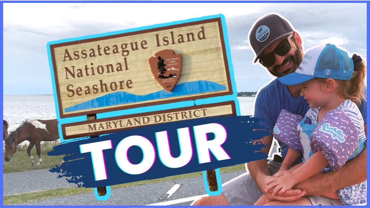 Assateague Island Tour: A Must-Do Trip near Ocean City, Maryland