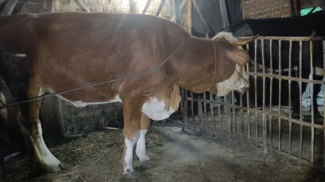 H391 Combor Sapi Simental Hamil-H84 Di Pagi Hari | Senin  19 Januari 2026