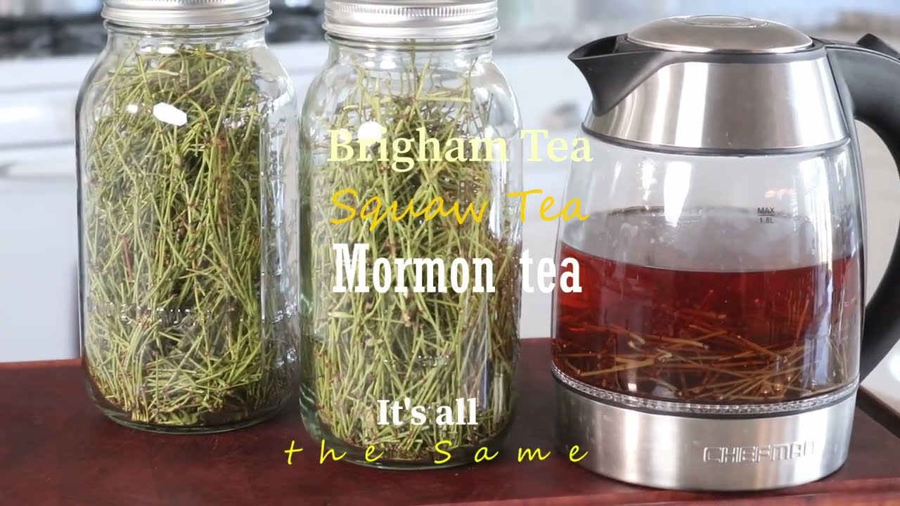 Brigham Tea, Squaw tea, Mormon - It's all the SAME