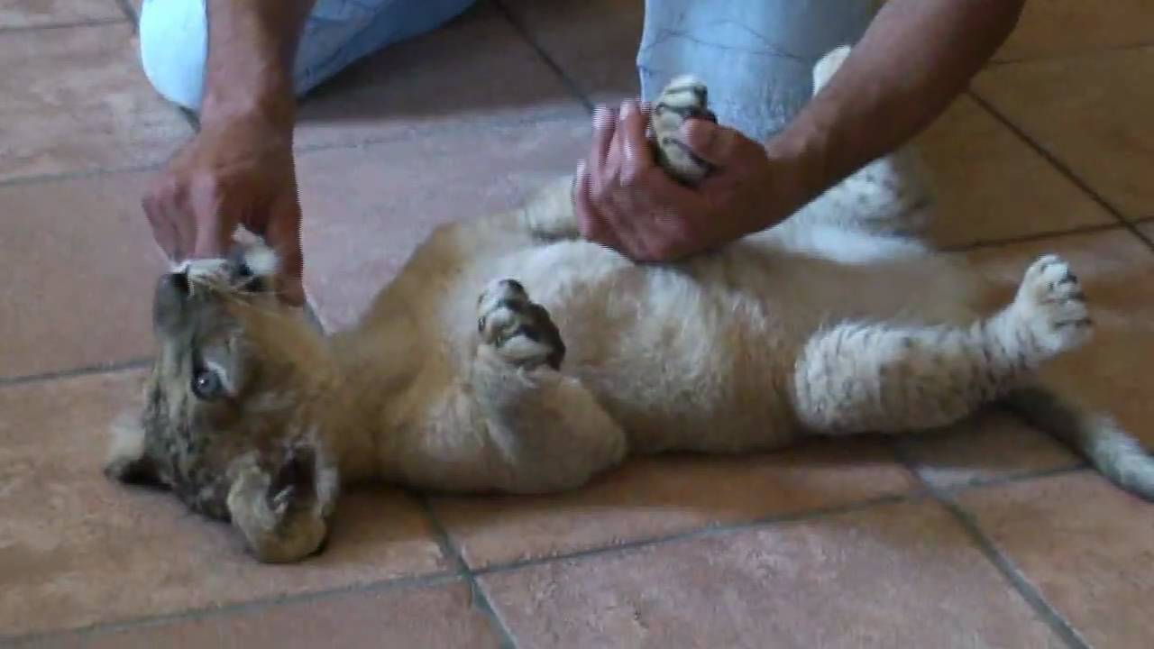 Simba, cucciolo di leone in custodia in Provincia