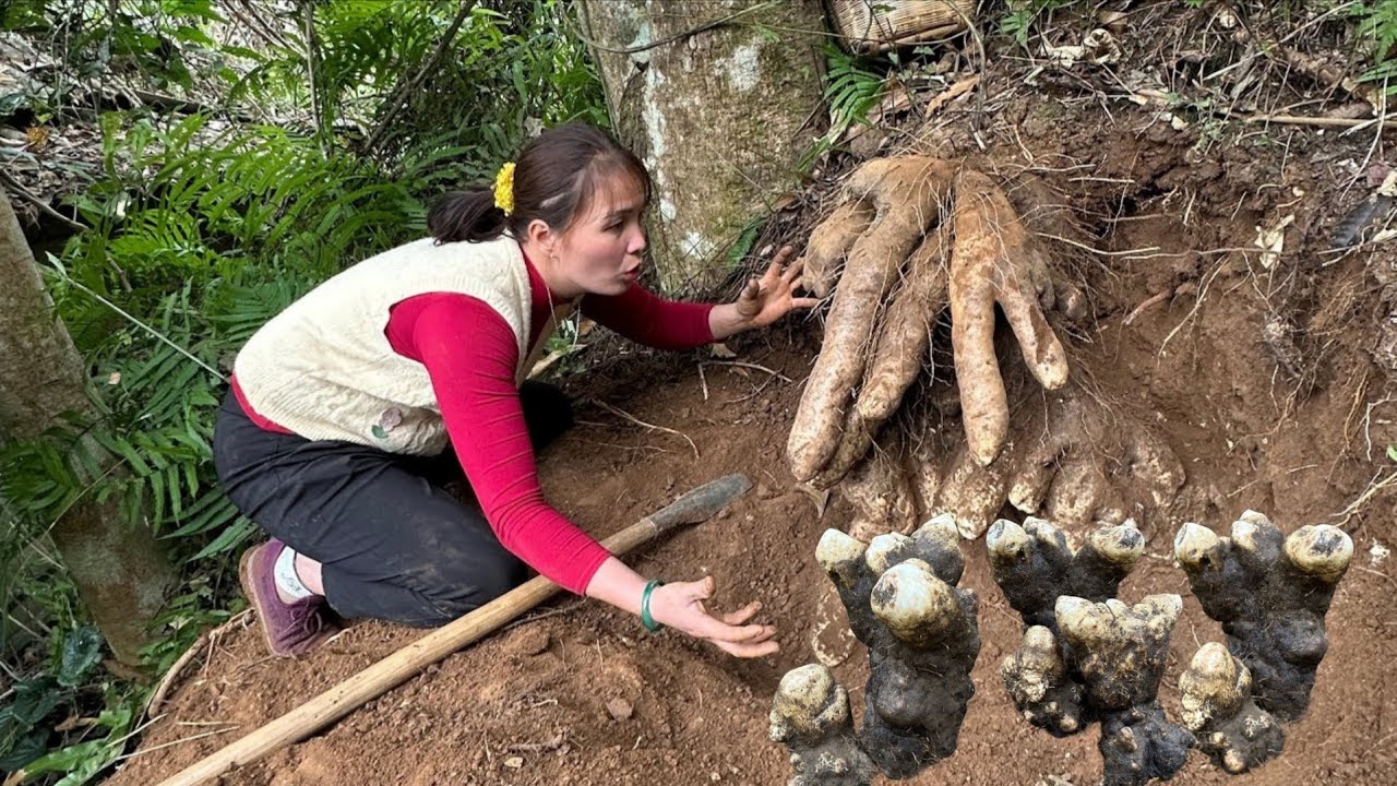 Full Video: 90 days harvest wild tubers, Yams, palm - Goes to highland market, cooking | Farm Life 