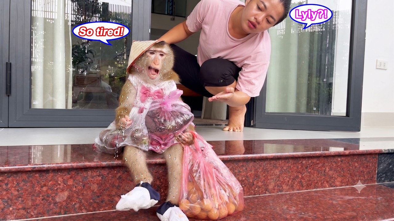 How hard it must be! MOnkey LYLY  is struggling to carry the gifts her neighbors gave her.