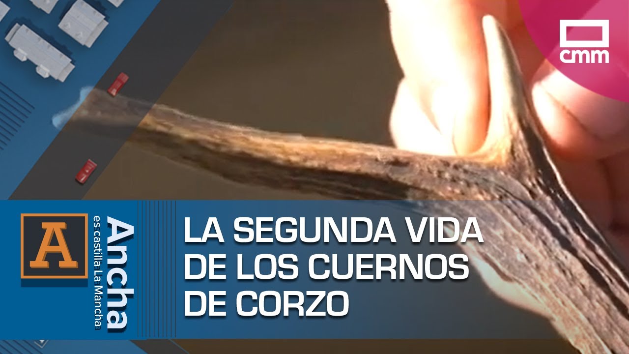La segunda vida de los cuernos de corzo | Ancha es Castilla-La Mancha