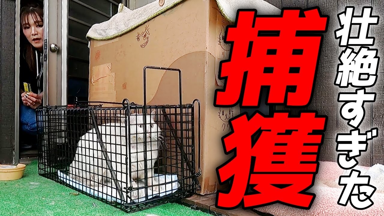 凶暴すぎる元ボス猫を捕獲！壮絶な攻防でした！[三毛母猫の旦那]