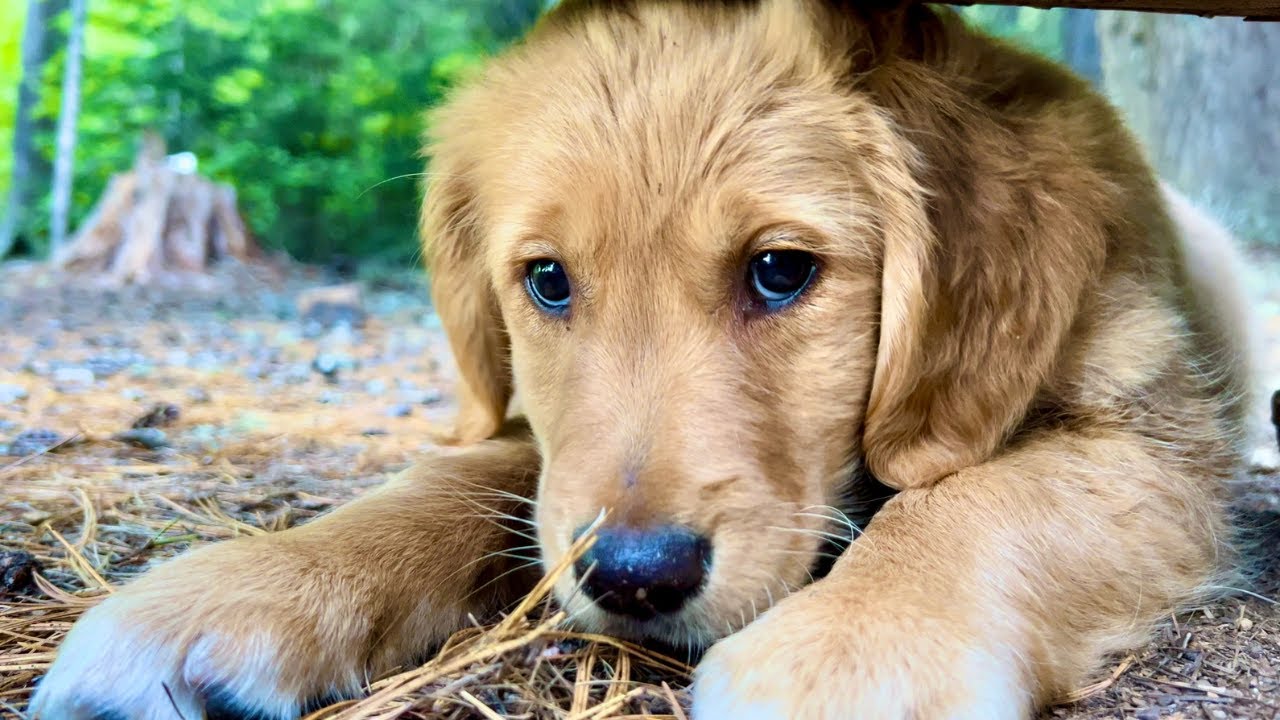 Solo Camping With My Golden Retriever PUPPY On a MOUNTAIN LAKE | Backpack | Camp | Fish