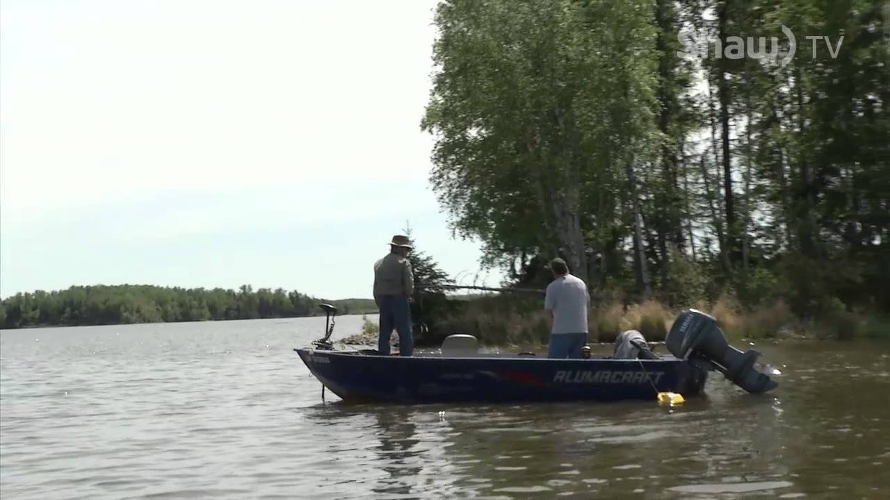 Walleye Species