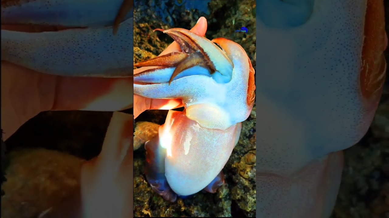 CUTTLEFISH