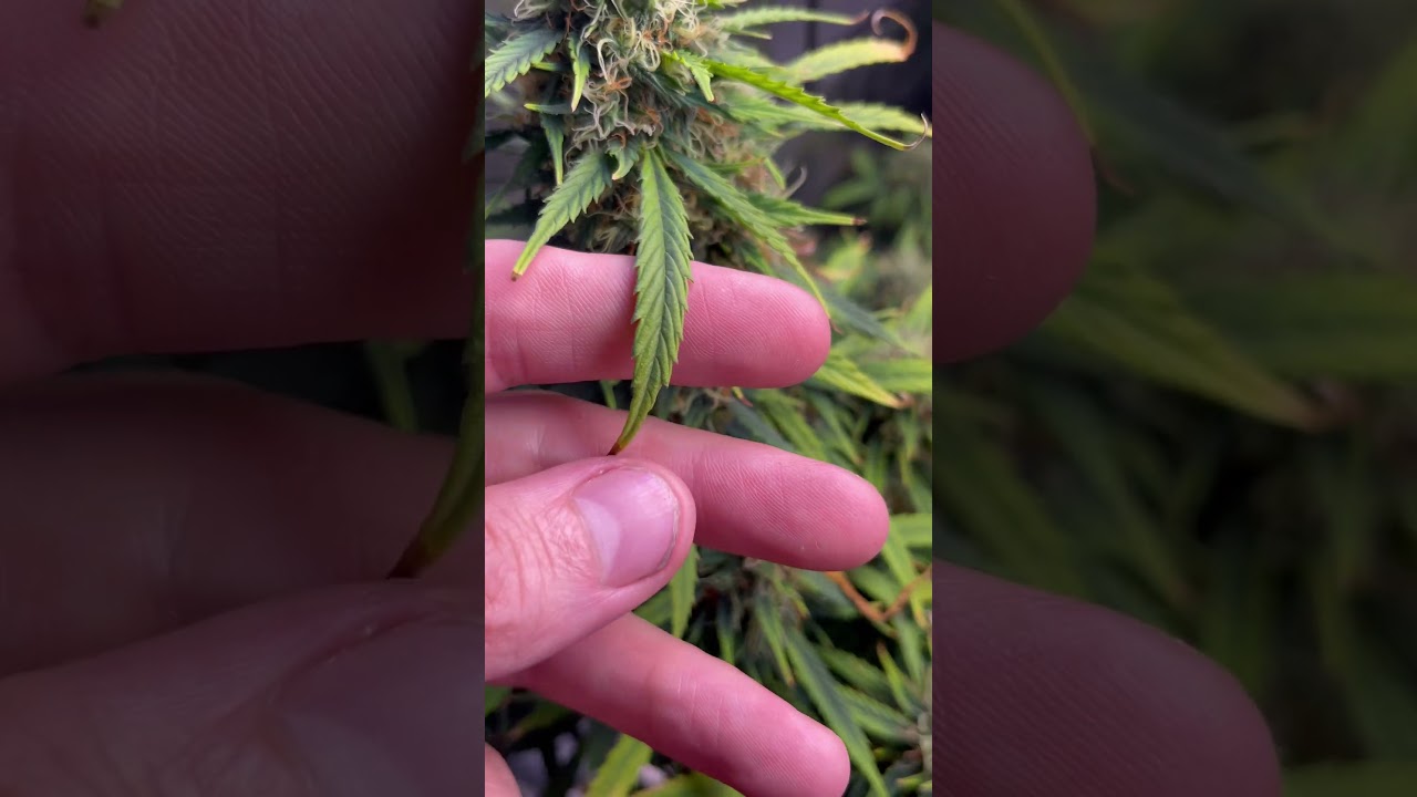 A little update #farming #cultivation #thc #followme #adventure #indoorplants #livingsoil #notill