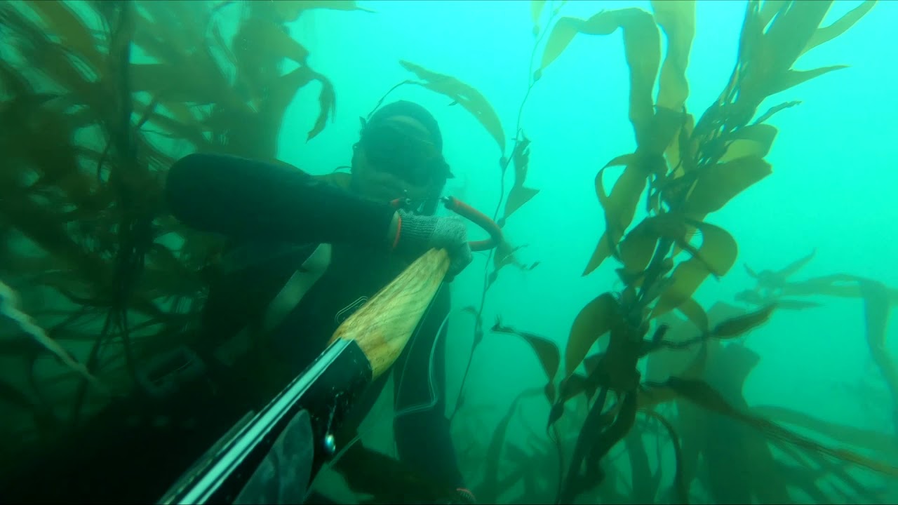 Pesca  Submarina de Infanteria! ! Ancon-Lima Peru :Pesca De lisas,Cabinzas,Pintadillas y Cabrillas