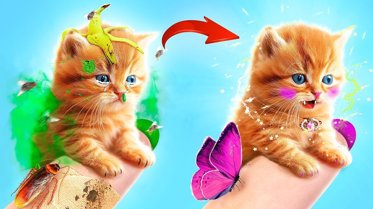 M&igrave;nh cứu được m&egrave;o con! Mẹo b&iacute; mật d&agrave;nh cho người nu&ocirc;i th&uacute; cưng!