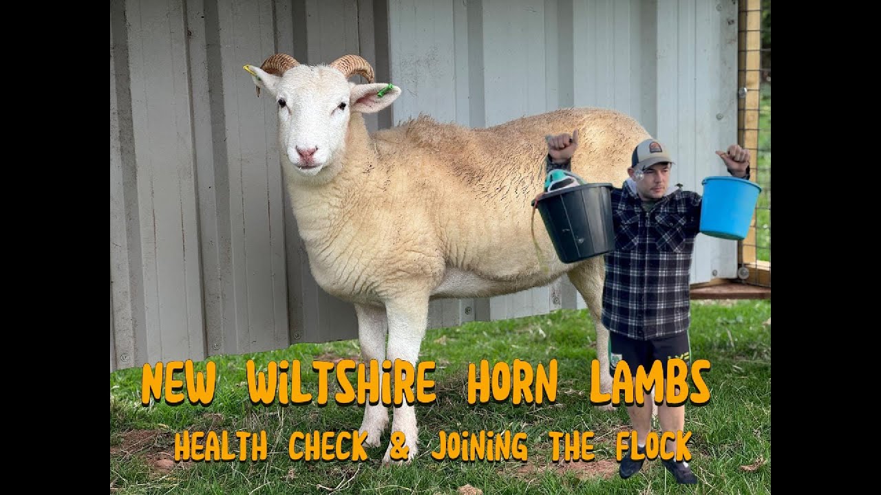 Meet Our New Wiltshire Ewe Lambs! | Health Checks & Flock Additions 🐑💚