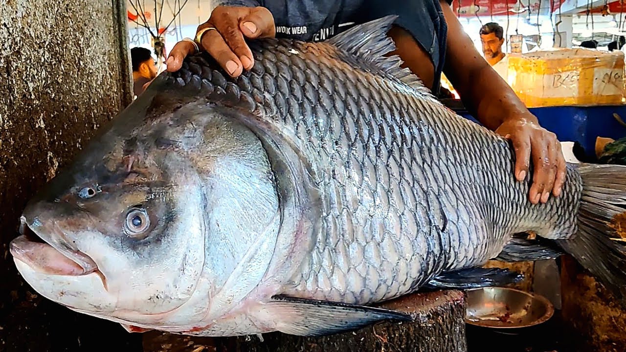Amazing Cutting Skills | 27 KG Giant Catla Carp Fish Cutting In Bangladeshi Fish Market