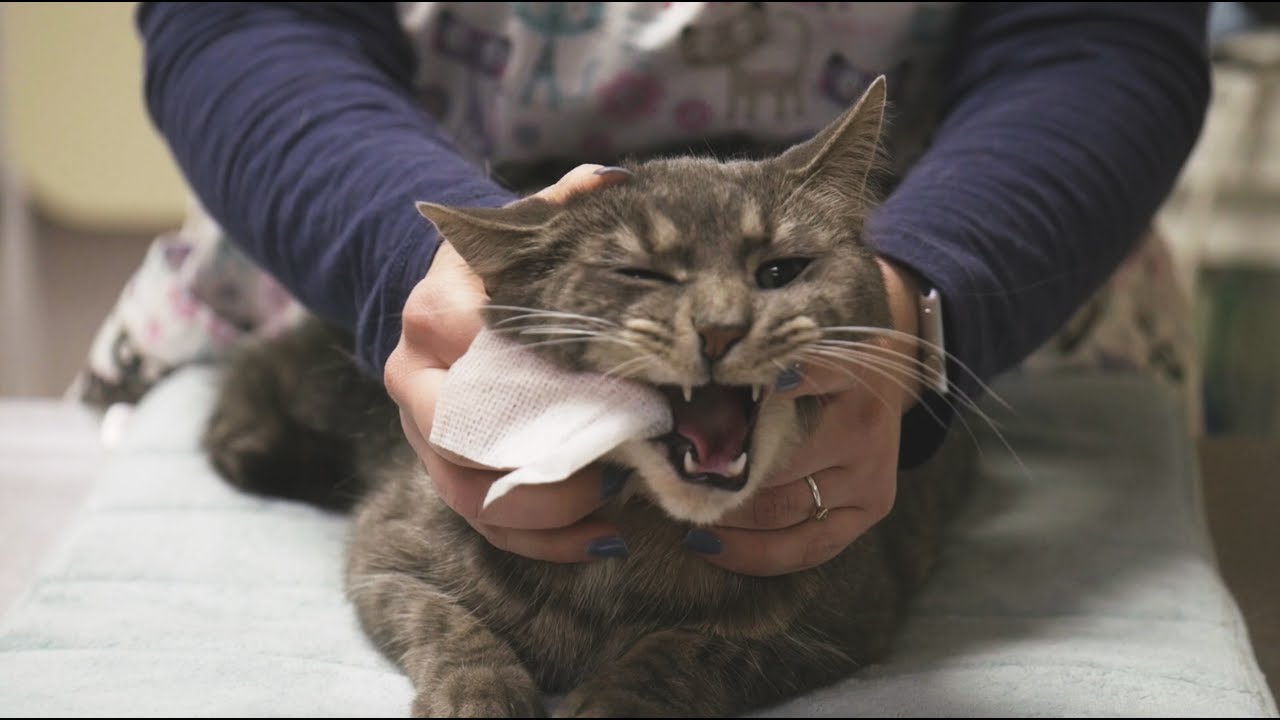 How To: Brush Your Cat's Teeth at Home