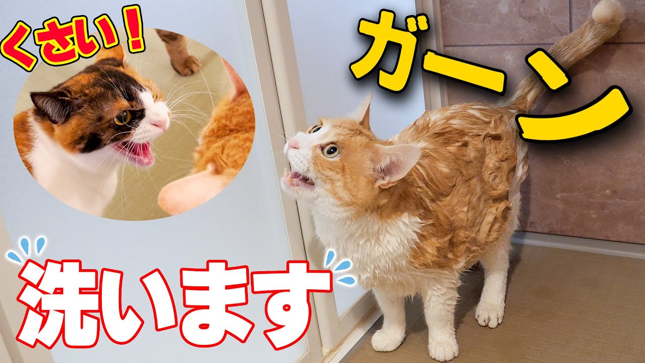 妹猫に「臭い！」と怒られた猫をお風呂で洗って仲直りさせます