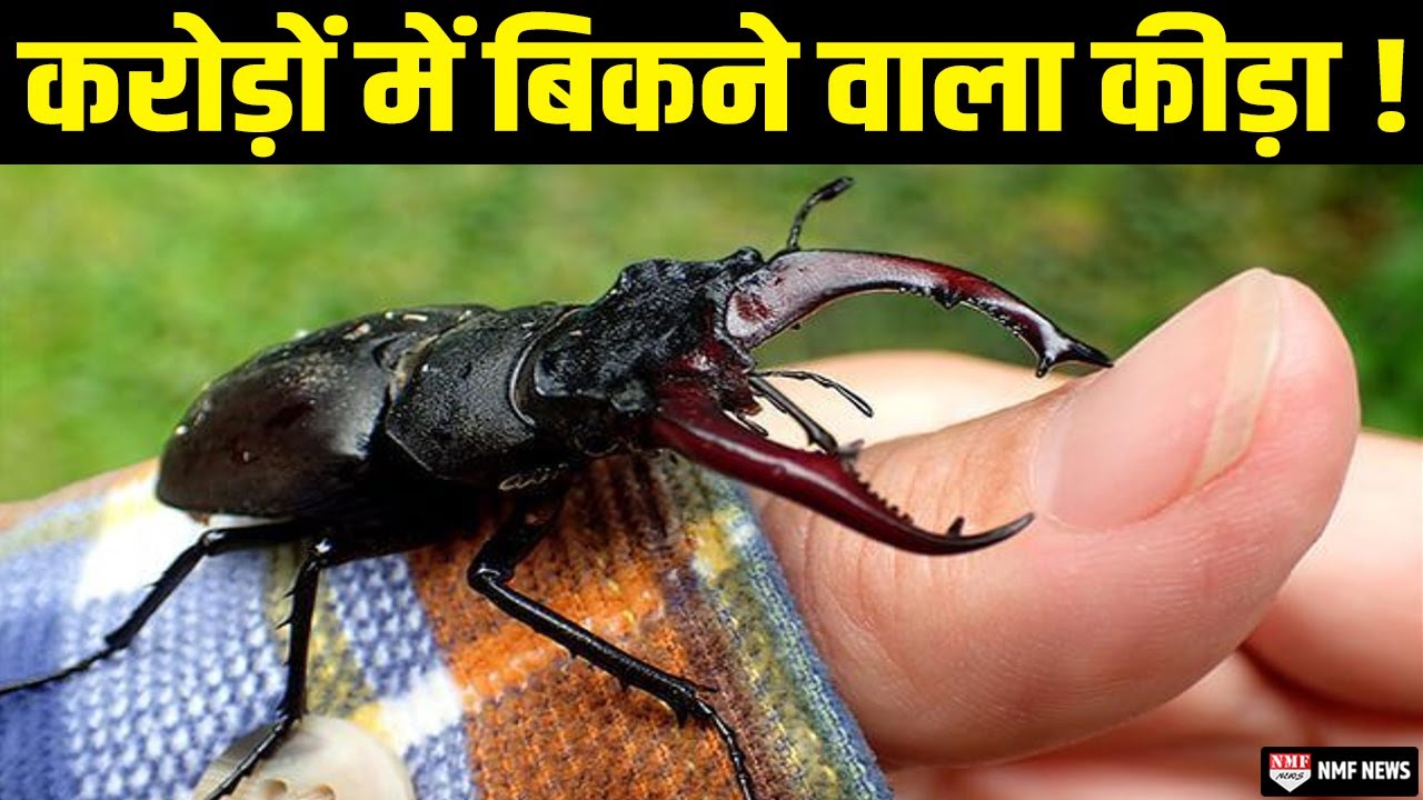 Stag Beetle कीड़े की कहानी, जिसकी ब्रिकी पर लगा प्रतिबंध, लेकिन क्यों ?, जानिए
