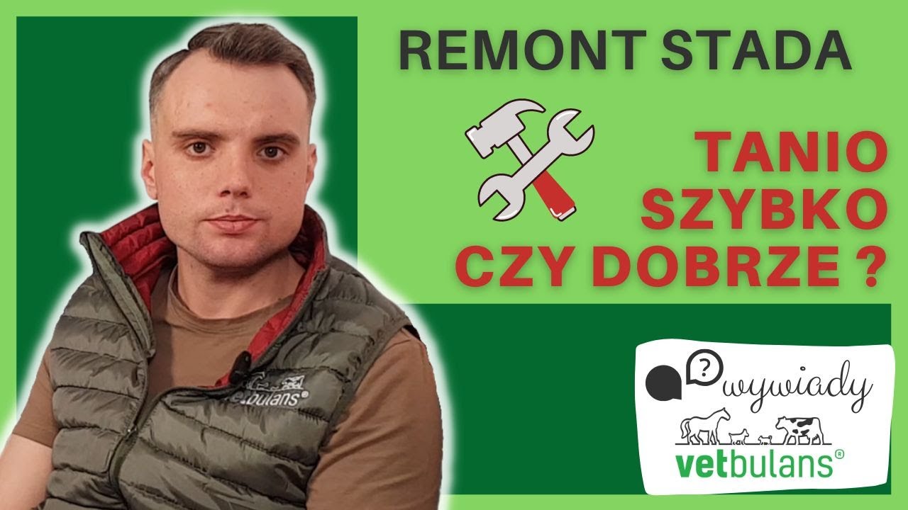Odchów cieląt 🥛 - jak zrobić to prawidłowo? Nie popełniaj podstawowych błędów! Na co zwrócić uwagę?