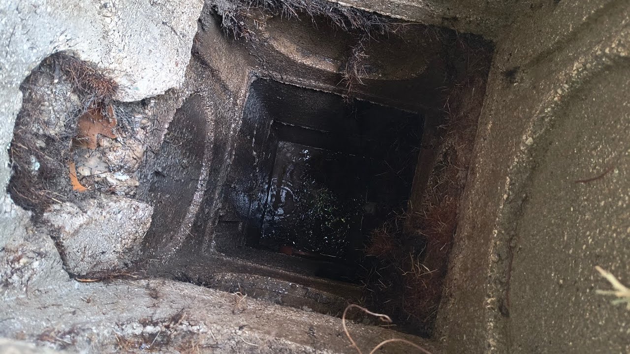 Attenzione alle radici nelle fogne: come prevenire danni e blocchi