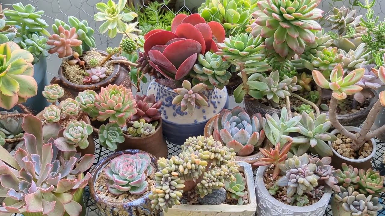 Beautiful Succulents Thriving in Small or Shared Pots #echeveria #aeonium #succulents