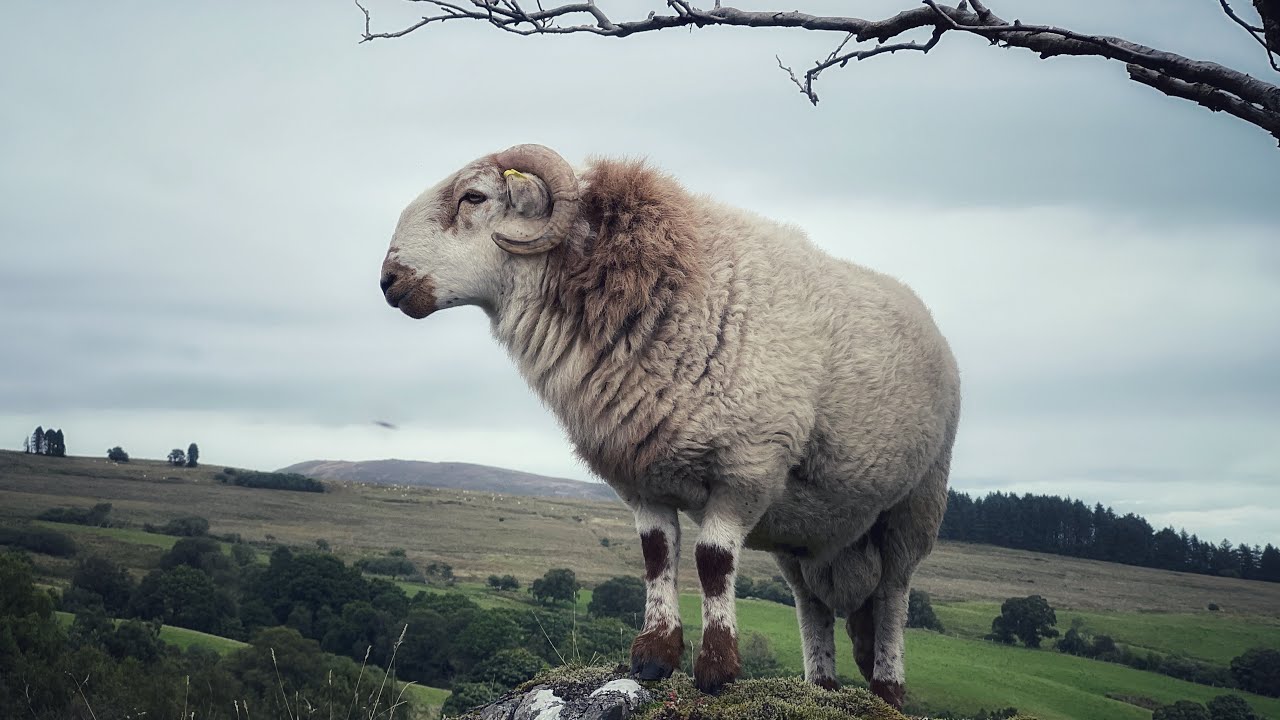 The Adventures Of Larry The Ram