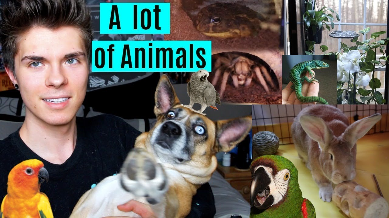 Tour of All My Animal Enclosures *Updated*