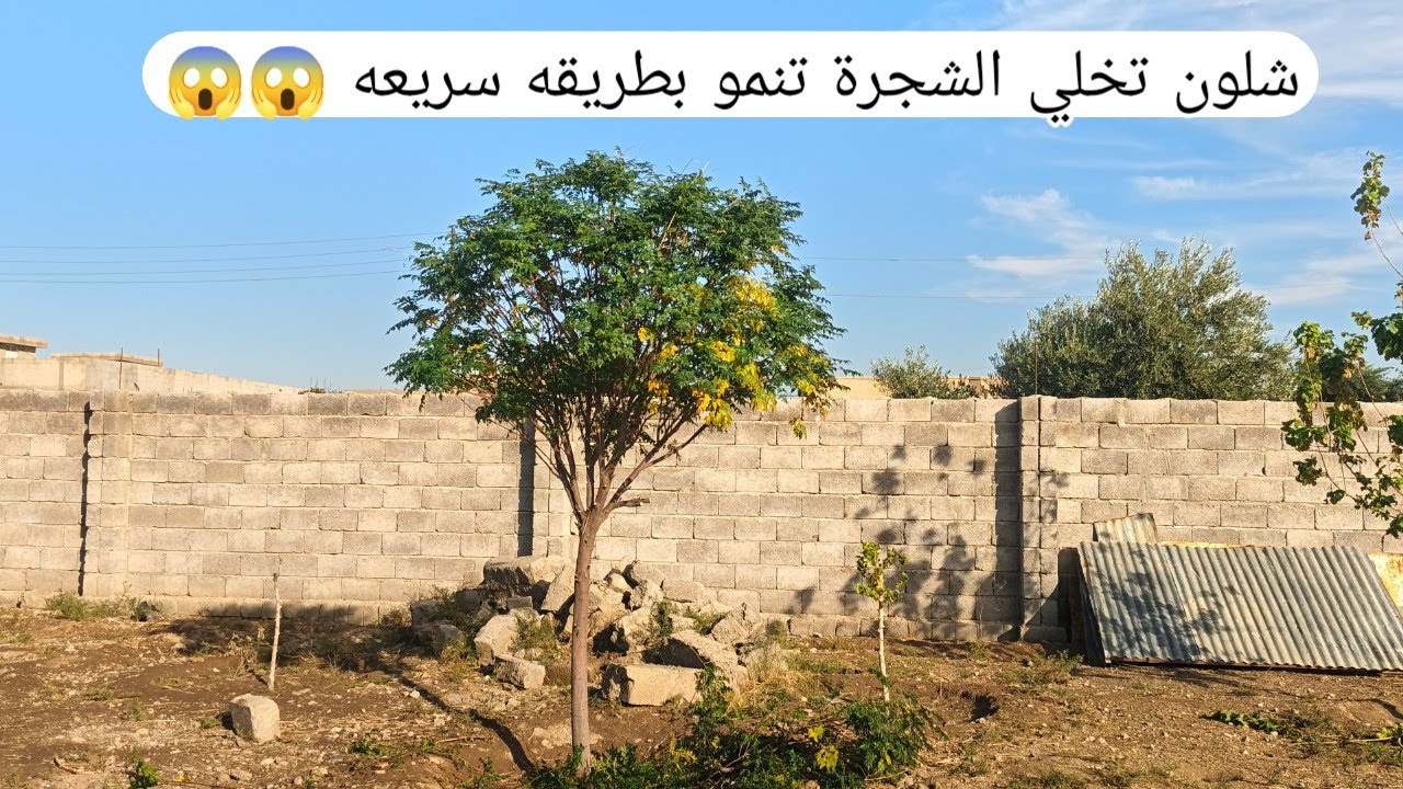طريقة نمو الشجره بسرعه... جبنه شتلات جديدة