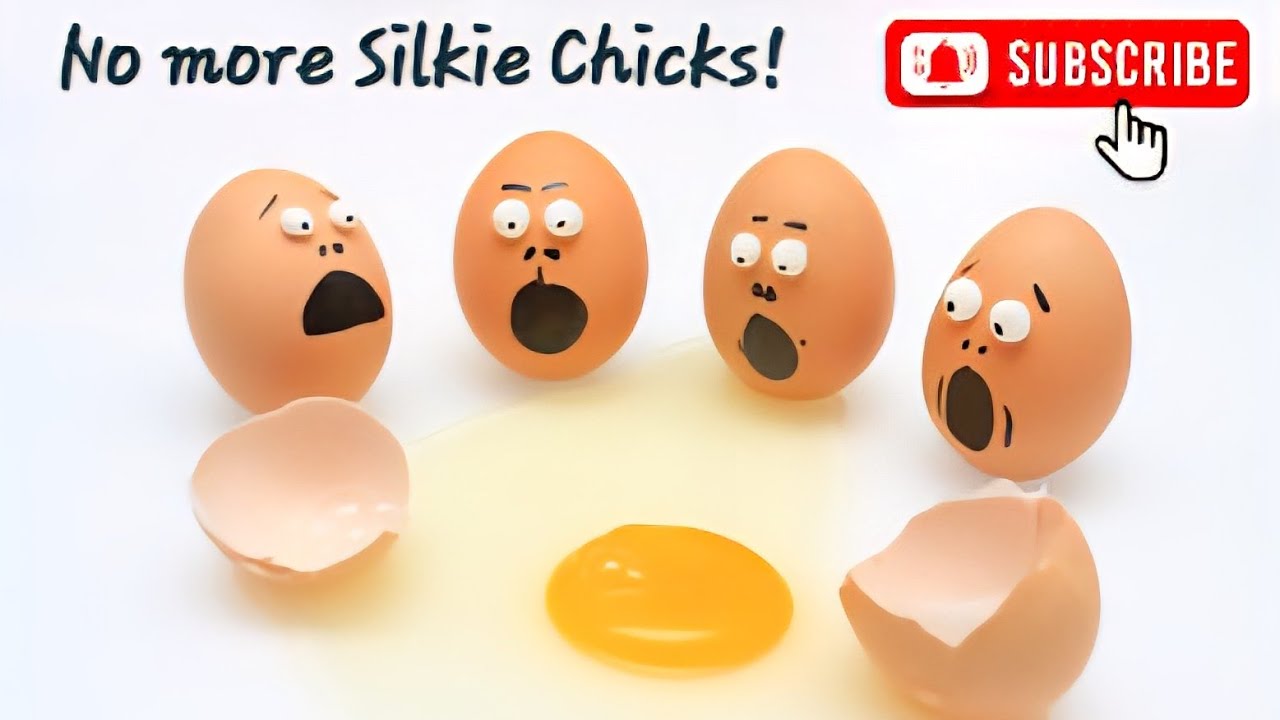 Why Didn't More Hatch? | Silkie Chickens | Peking Bantums