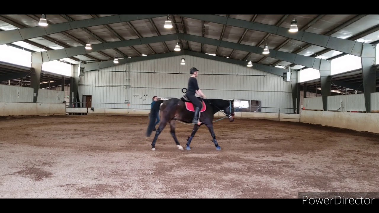 Lunging Horse and Rider