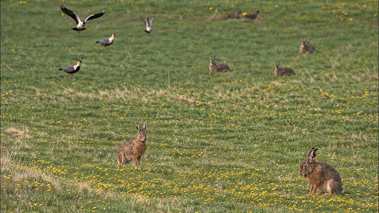 Galgos vs Liebres Coyhaique | 2025 | Greyhound vs Hare 