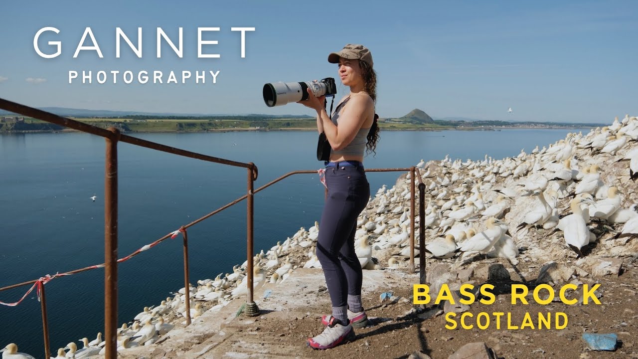 Photographing Gannets on Bass Rock, Scotland | Fujifilm X-H2s + XF500mm | Part 2