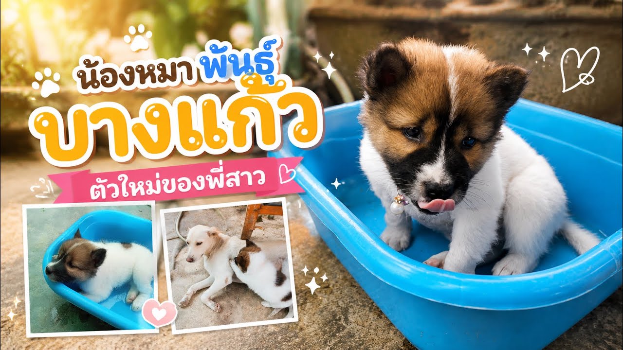 น้องหมาตัวใหม่พี่สาว พันธุ์บางแก้ว