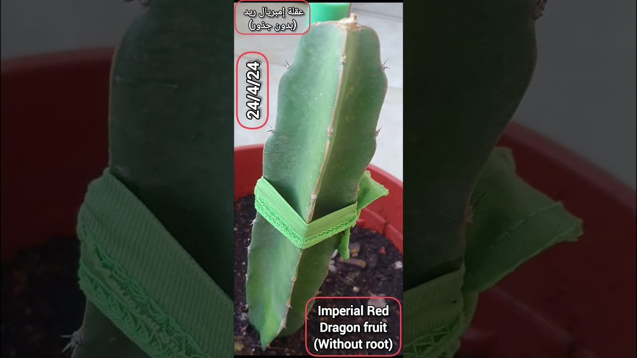 زراعة الدراجون فروت في البلكونه، Growing Dragon fruit (different varieties) in pots on the balcony