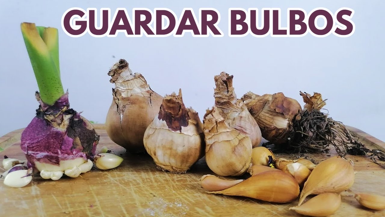 como guardar bulbos narcisos tulipanes o jacintos chuyito jardinero