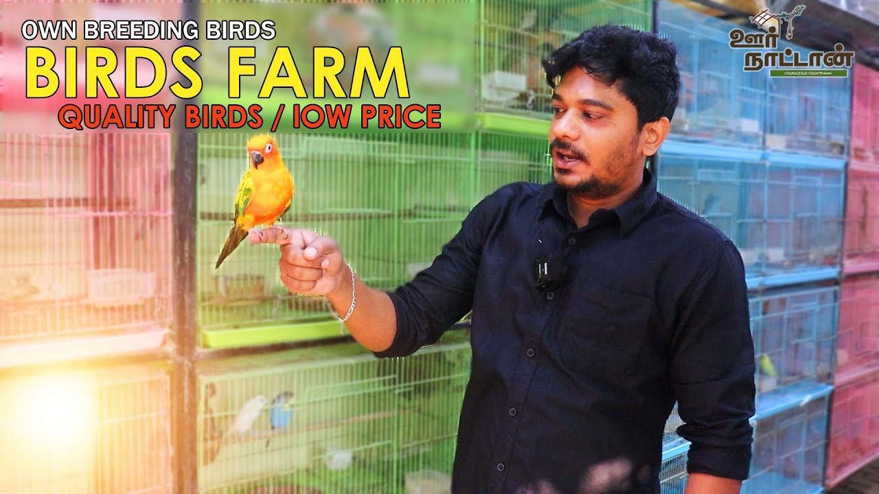 Birds Farm In Chennai | மொத்த பறவைகளின் பிறப்பிடம் Own Breeder | Oor Naattan