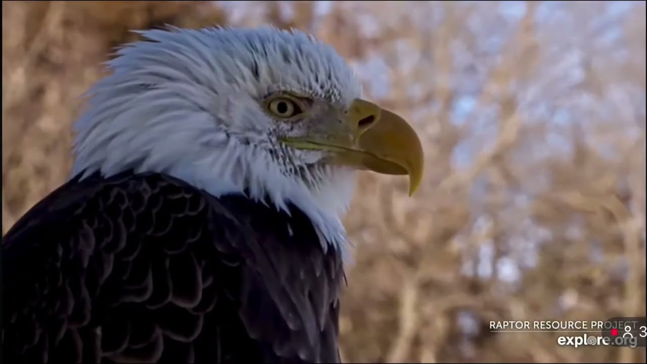 Mr.& Mrs.T-Trempealeau Eagle Nest❤️01/30/26