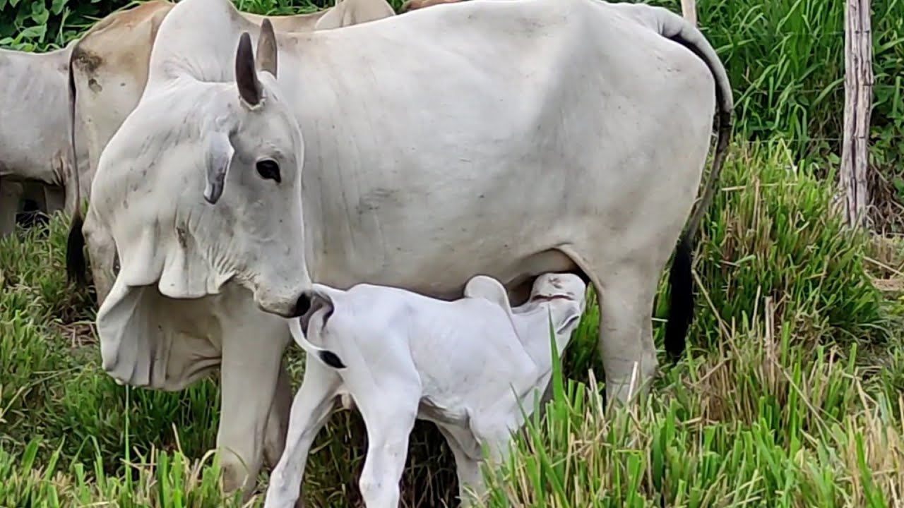 VACA NELORE PARIU, BEZERRO PRA FUTURO TOURINHO.
