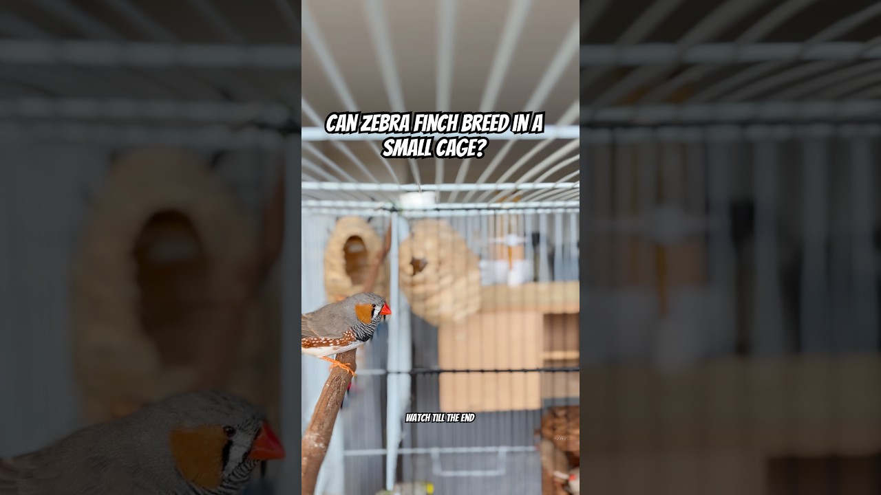 Can Zebra finch breeding in a small cage?? Tips for Finch Breeding