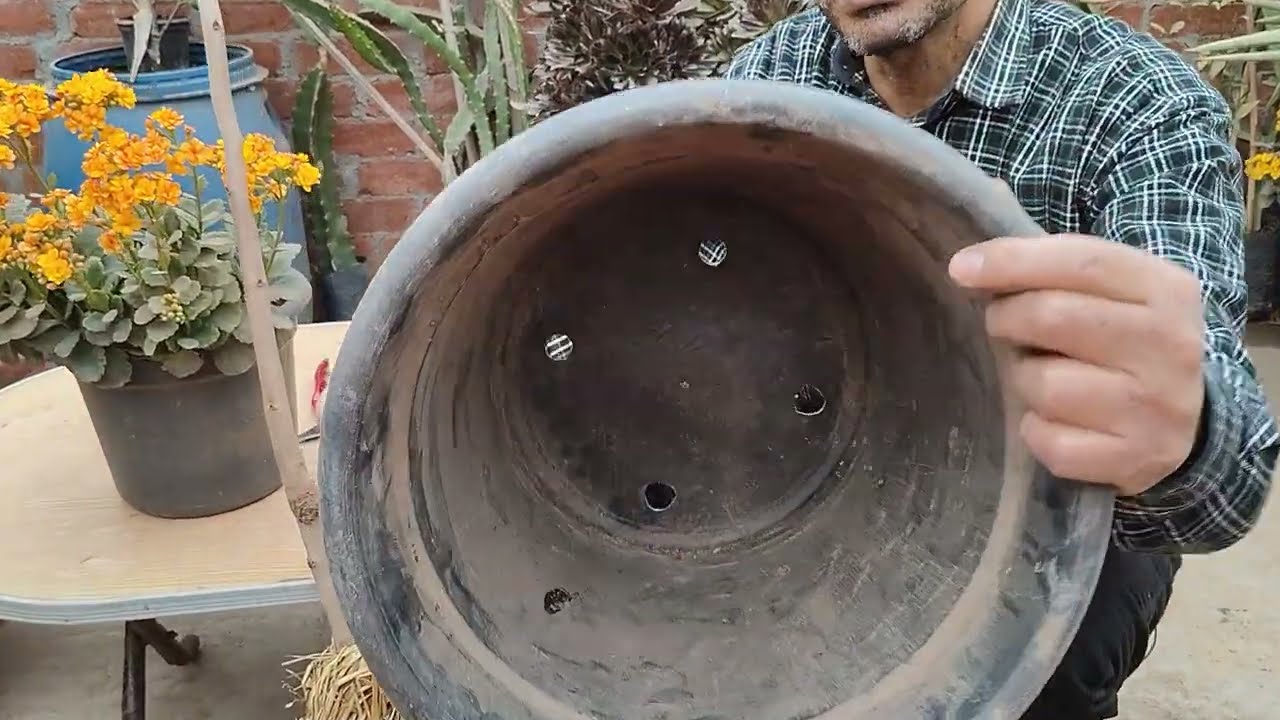 زراعة شجرة الكاكى ( الكاكا )0 .0   Persimmon (Kaki) tree cultivation