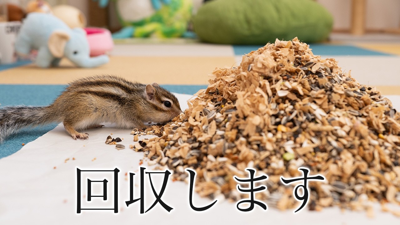 【シマリス】巣箱が限界を迎えたので全部回収します