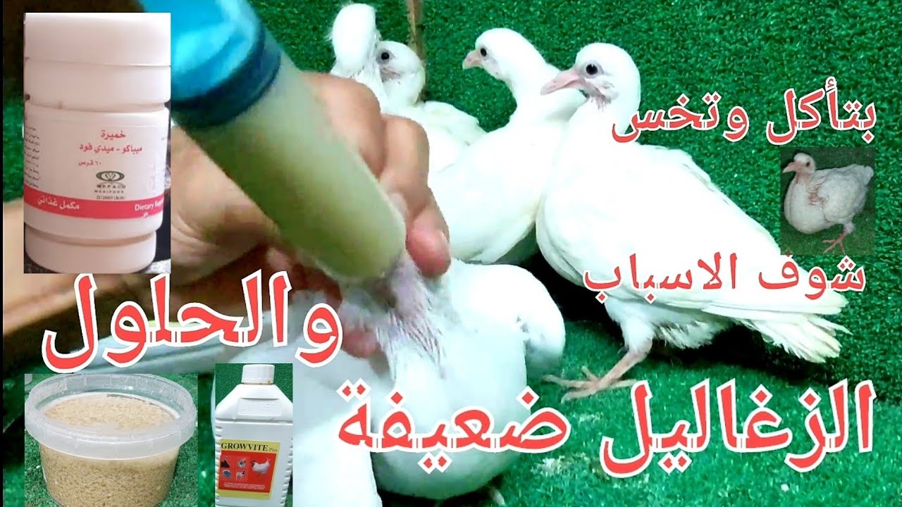 ايه اللى يخلى الزغلول مايكبرش لما بأكله يدوى الاسباب والحلول