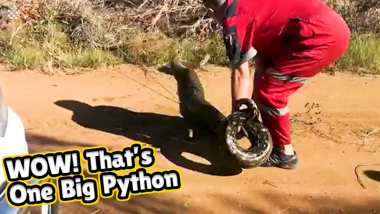 HUGE African rock python rescued in South African grassland