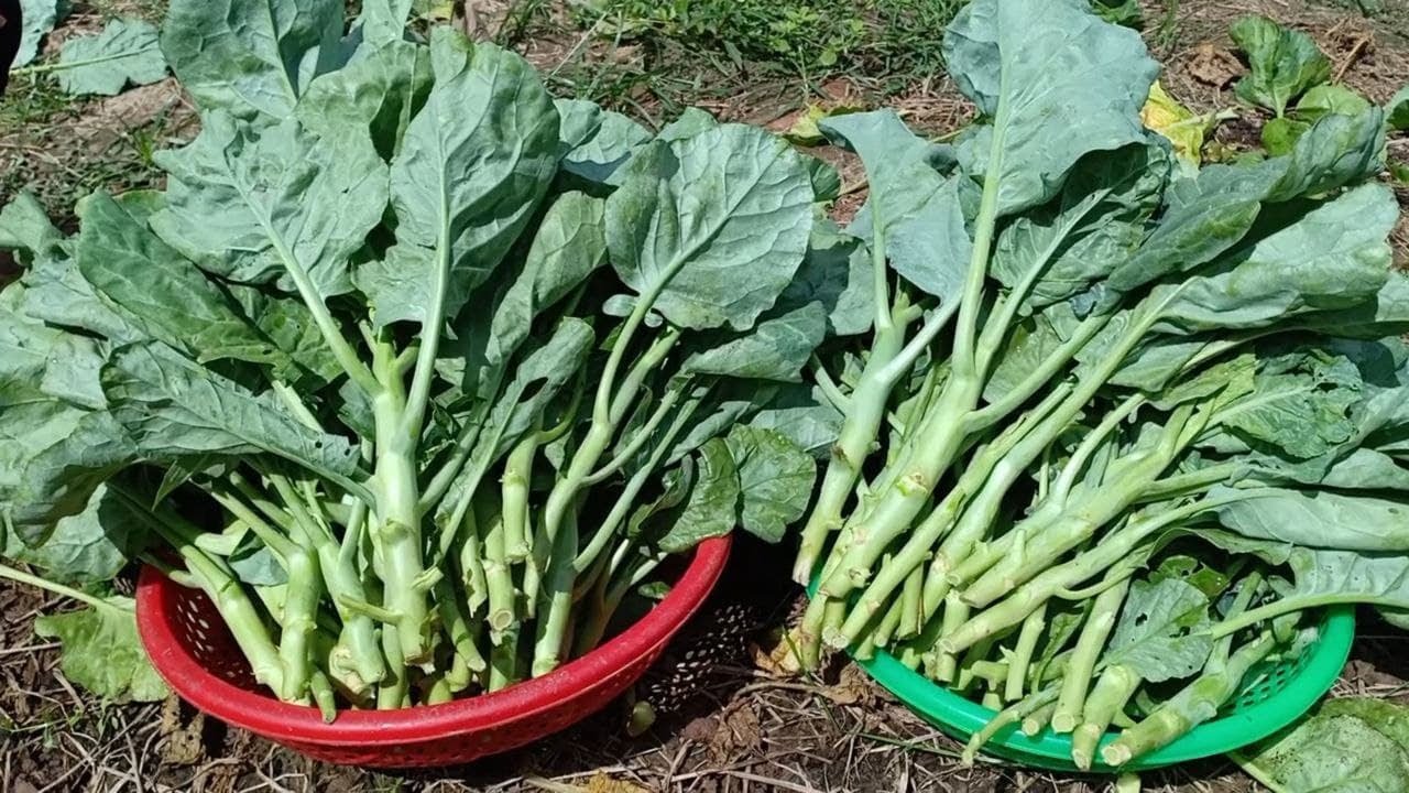 Seeds to Harvest / Growing Chinese Kale from seeds at home / Chinese broccoli For Beginner