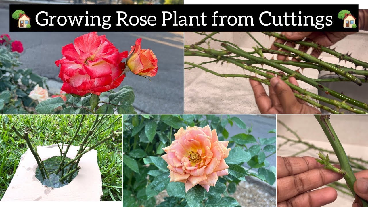 ரோஜா செடி கட்டிங் மூலம் வளர்ப்பு | Rose Plant Growing Tips| Garden Tour |USA Tamil vlog|wow varuni