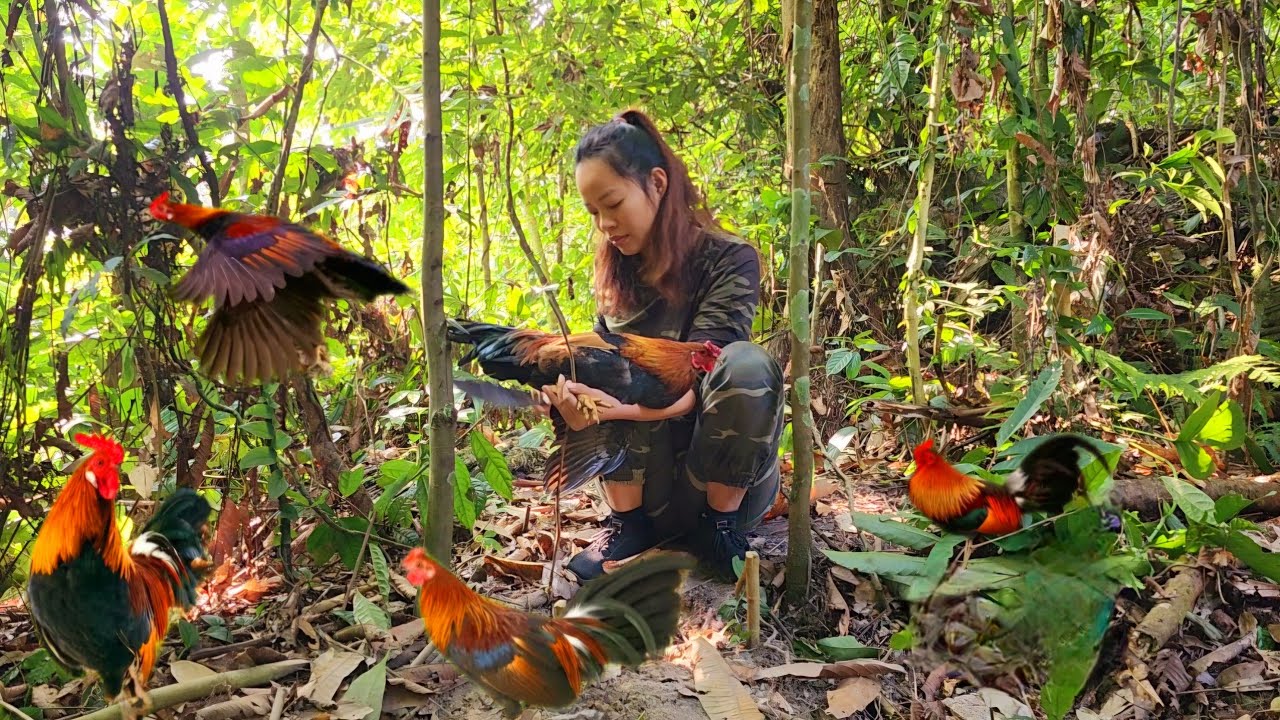 Set traps, catch wild chickens, visit houses, feed pigs. Survive alone