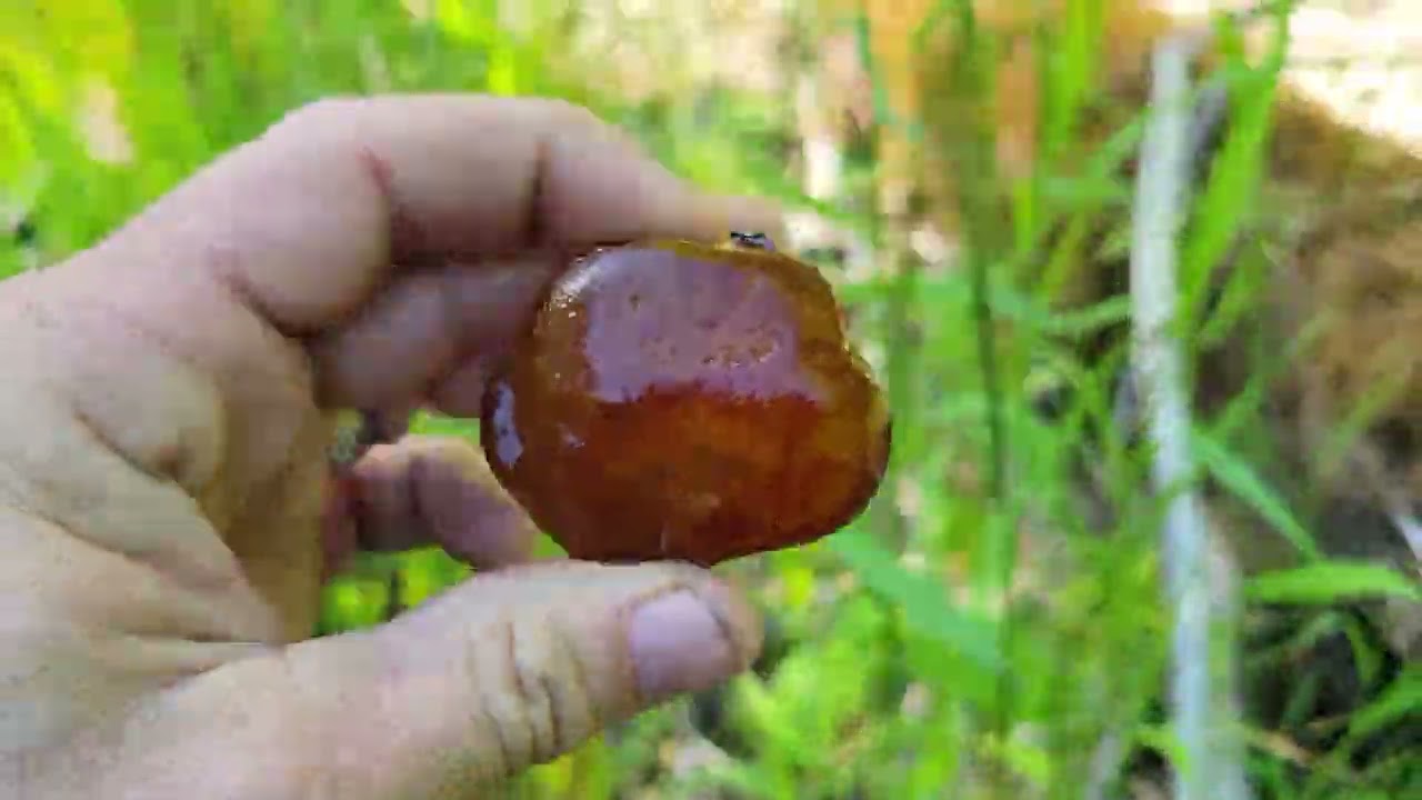 Agate Hunting Abernethy Creek SW Washington