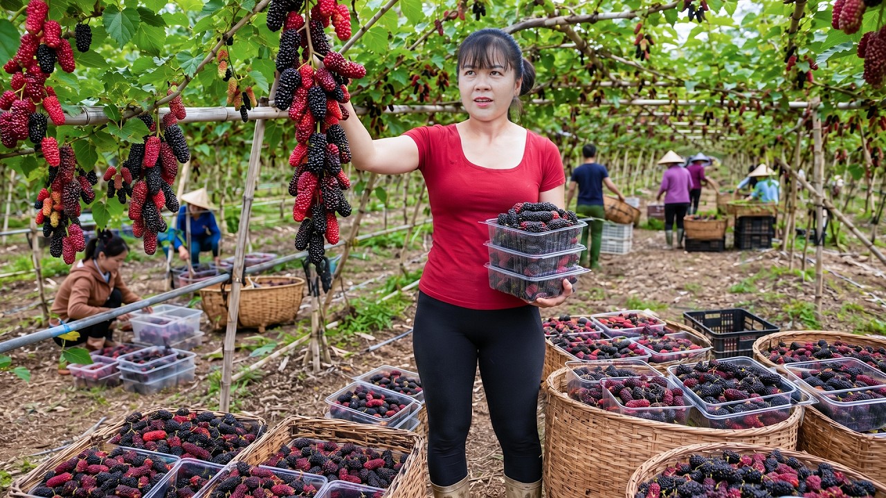 TIMELAPSE - Sour Strawberry Harvest | Making Fresh Strawberry Syrup To Sell At Market