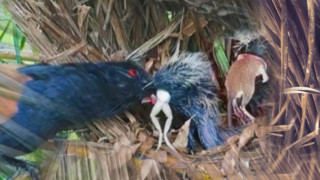 SARANG BURUNG TERKACAU DI DUNIA, ANAK BURUNG MUDA TAK PERNAH MERASA KENYANG