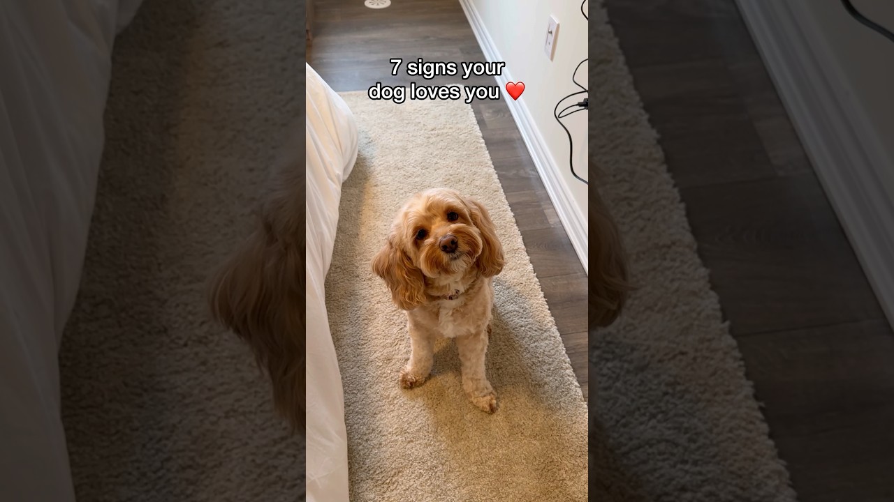 7 Signs Your Dog Loves You ❤️
