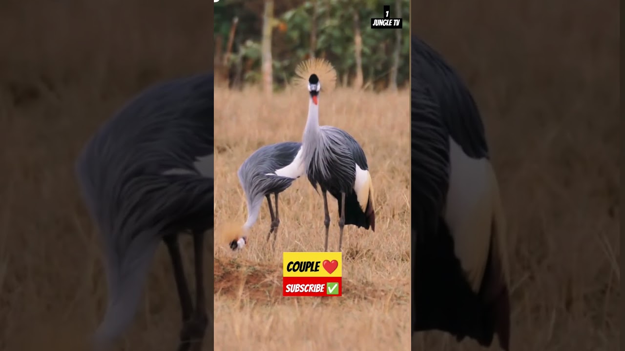 cute bird couple 🐦🐦#shorts #youtubeshorts #birds #couple #jungle #wildlife #viral @1jungletv