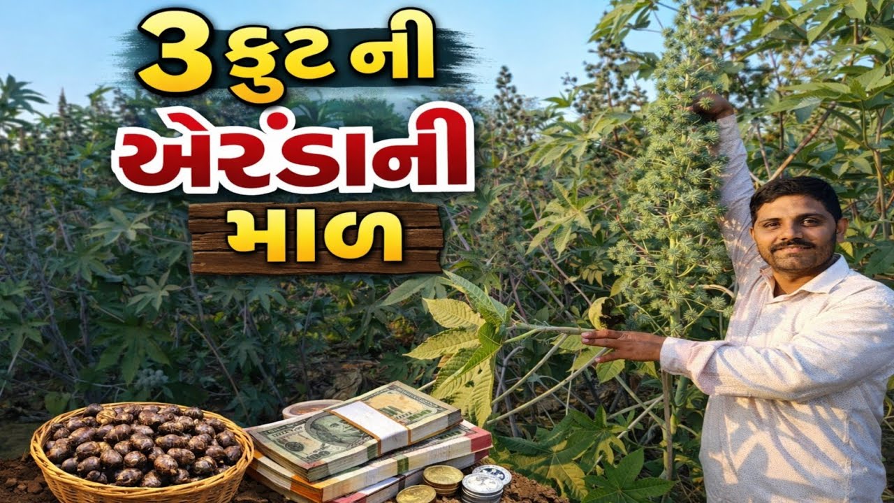3 ફૂટની એરંડાની માળ જોઈને બધા ચોંકી ગયા 😱 | એકદમ નવી ખેતી પદ્ધતિ