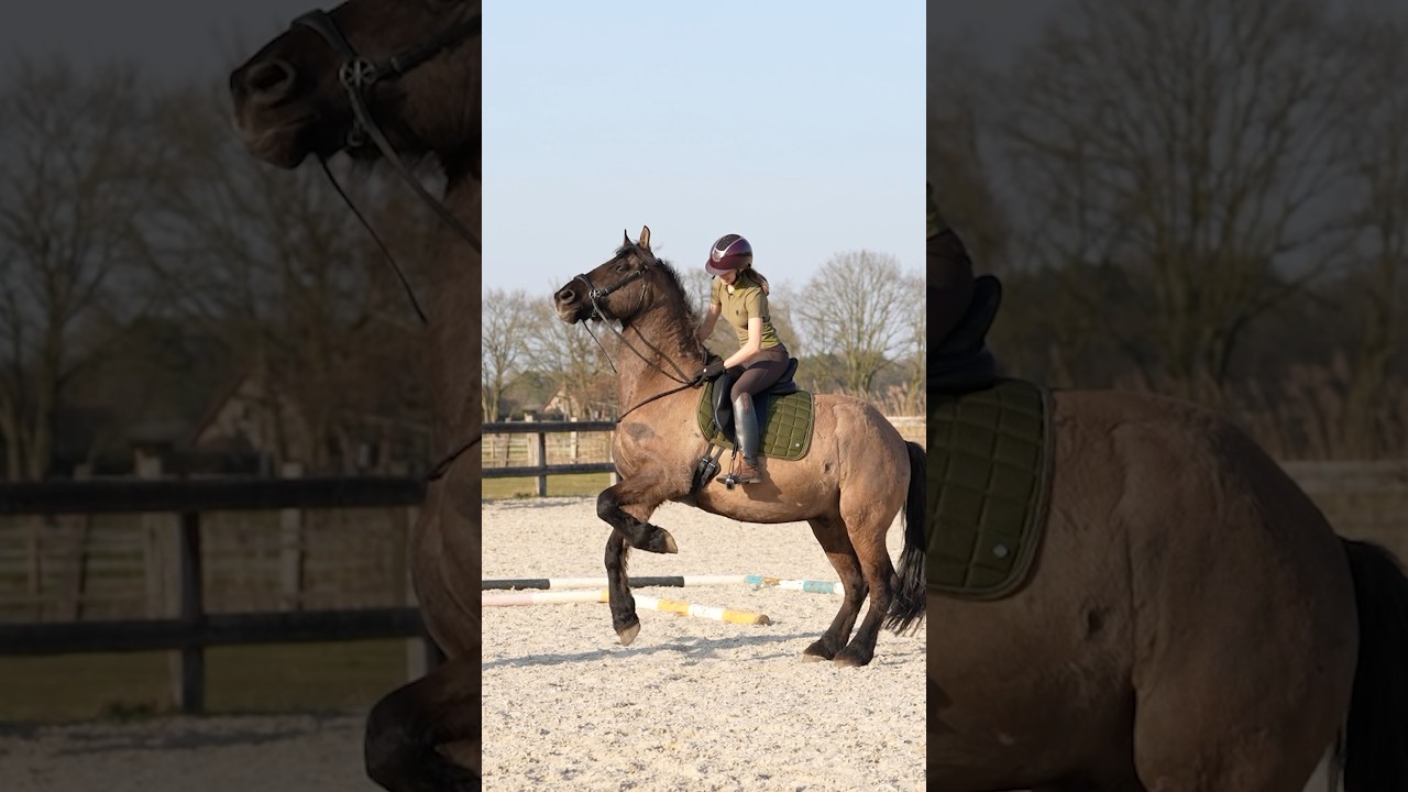 Bitloos hoofdstel werkt niet? - Zie alle uitleg in de video ❤️ #paard #paardrijden #equestrian